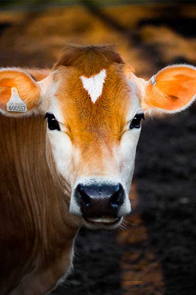 Dairy Products