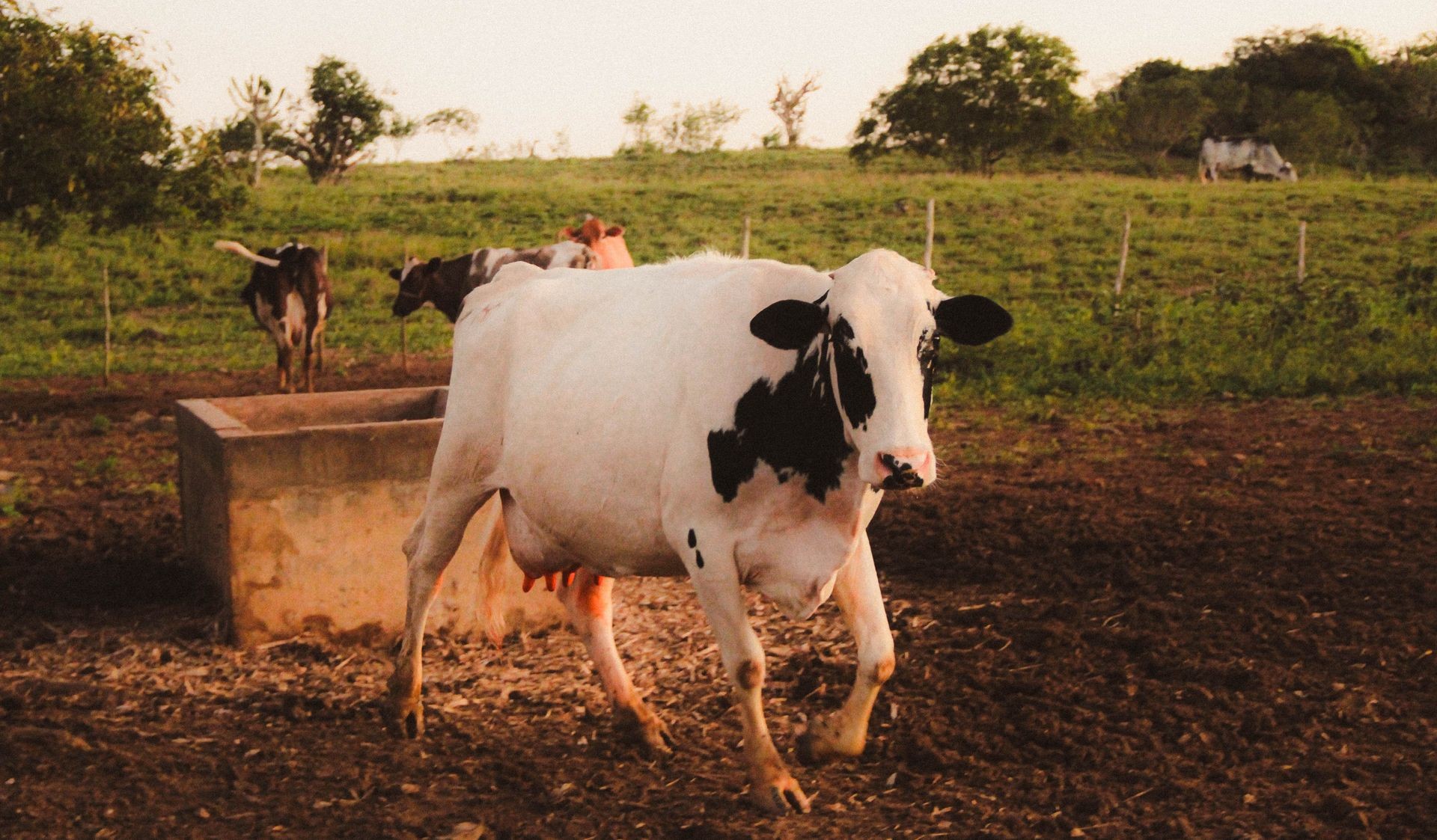 Organic Dairy Products