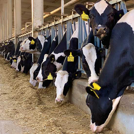 Healthy Cattle
